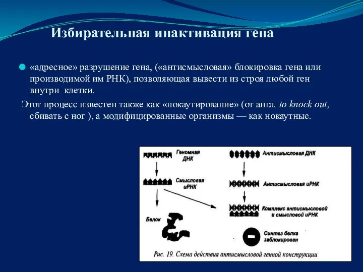 Избирательная инактивация гена «адресное» разрушение гена, («антисмысловая» блокировка гена или производимой