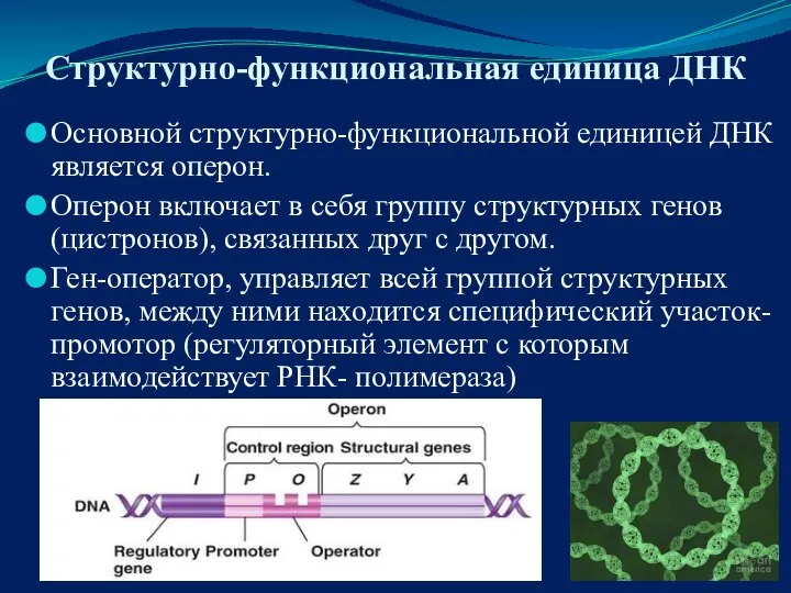 Структурно-функциональная единица ДНК Основной структурно-функциональной единицей ДНК является оперон. Оперон включает