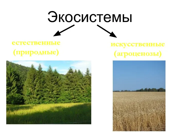 Экосистемы естественные (природные) искусственные (агроценозы)