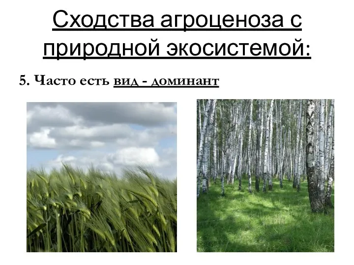 Сходства агроценоза с природной экосистемой: 5. Часто есть вид - доминант