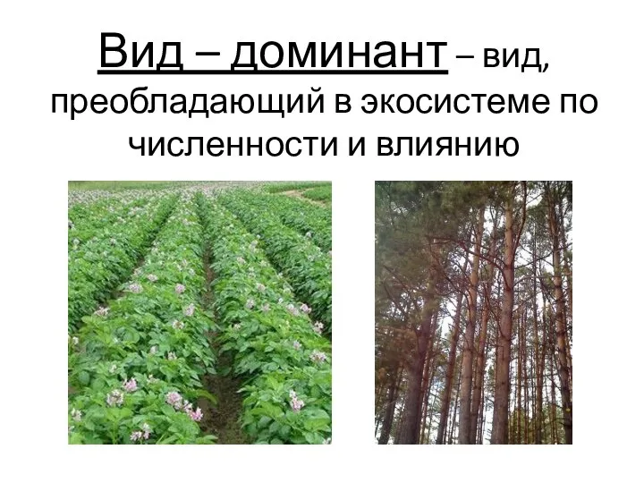 Вид – доминант – вид, преобладающий в экосистеме по численности и влиянию