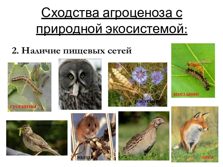 Сходства агроценоза с природной экосистемой: 2. Наличие пищевых сетей филин перепел