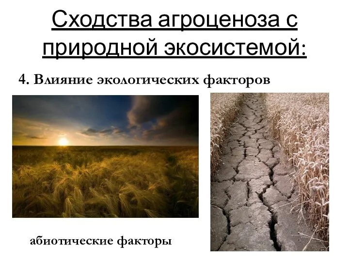 Сходства агроценоза с природной экосистемой: 4. Влияние экологических факторов абиотические факторы