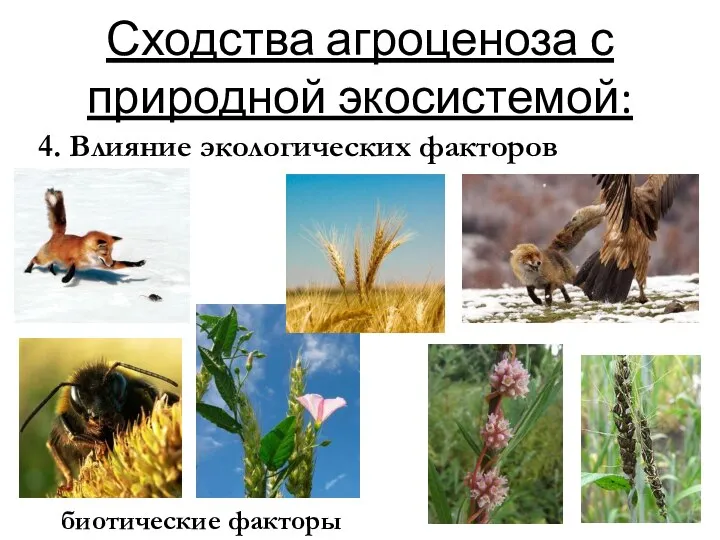 Сходства агроценоза с природной экосистемой: 4. Влияние экологических факторов биотические факторы