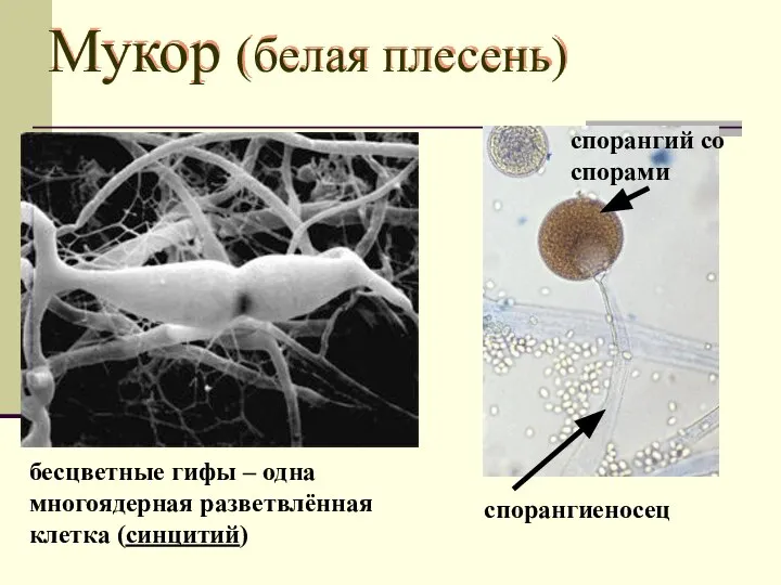 Мукор (белая плесень) бесцветные гифы – одна многоядерная разветвлённая клетка (синцитий) спорангиеносец спорангий со спорами