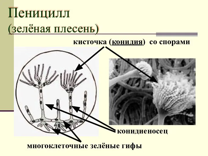 Пеницилл (зелёная плесень) кисточка (конидия) со спорами конидиеносец многоклеточные зелёные гифы