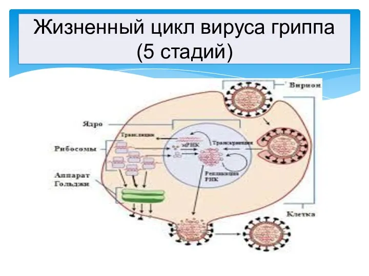 Жизненный цикл вируса гриппа (5 cтадий)