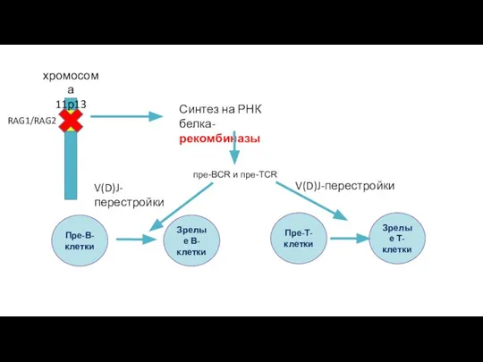хромосома 11р13 RAG1/RAG2 Синтез на РНК белка-рекомбиназы пpe-BCR и пpe-TCR V(D)J-перестройки