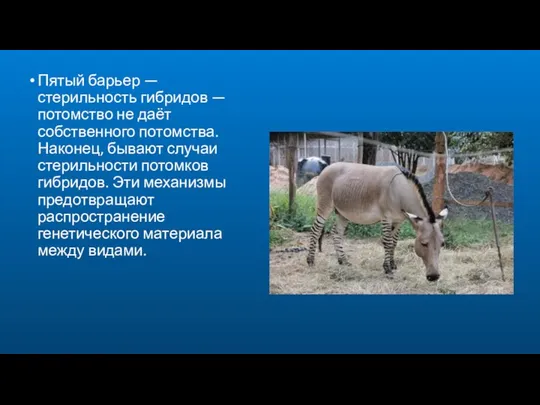 Пятый барьер — стерильность гибридов — потомство не даёт собственного потомства.