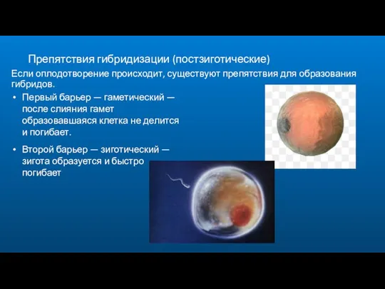 Если оплодотворение происходит, существуют препятствия для образования гибридов. Препятствия гибридизации (постзиготические)