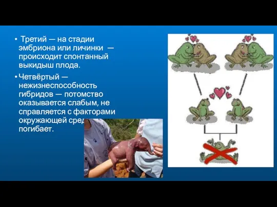 Третий — на стадии эмбриона или личинки — происходит спонтанный выкидыш