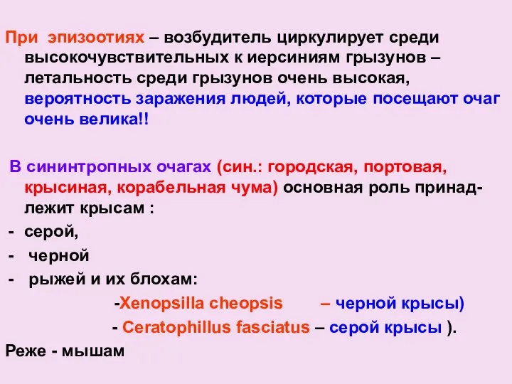 При эпизоотиях – возбудитель циркулирует среди высокочувствительных к иерсиниям грызунов –