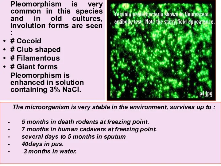 Pleomorphism is very common in this species and in old cultures,