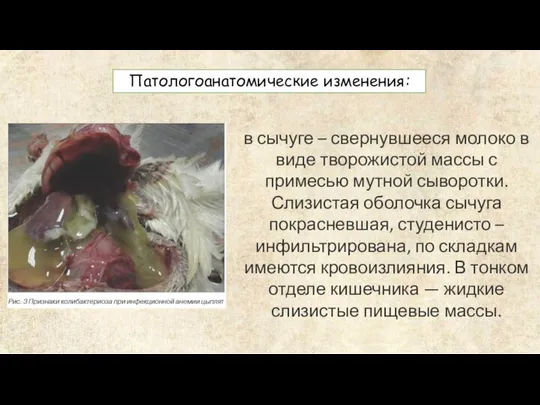 Патологоанатомические изменения: в сычуге – свернувшееся молоко в виде творожистой массы