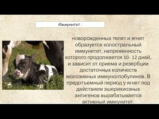 Иммунитет : новорожденных телят и ягнят образуется колостральный иммунитет, напряженность которого