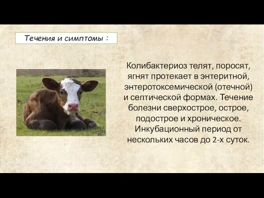 Течения и симптомы : Колибактериоз телят, поросят, ягнят протекает в энтеритной,