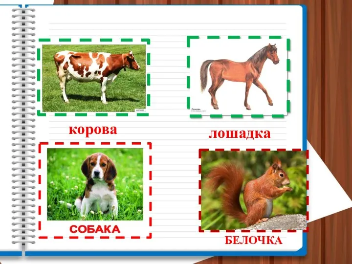 корова лошадка БЕЛОЧКА