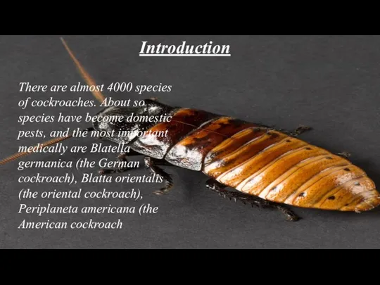 Introduction There are almost 4000 species of cockroaches. About so species