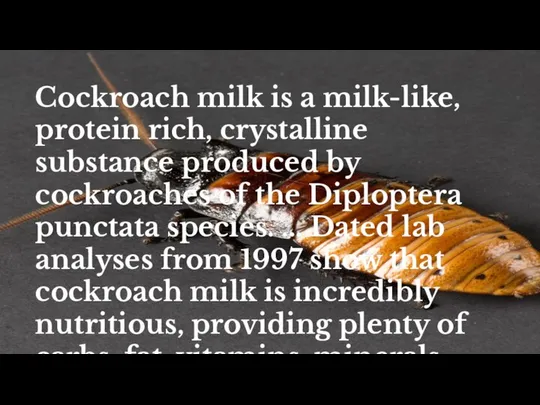 Cockroach milk is a milk-like, protein rich, crystalline substance produced by