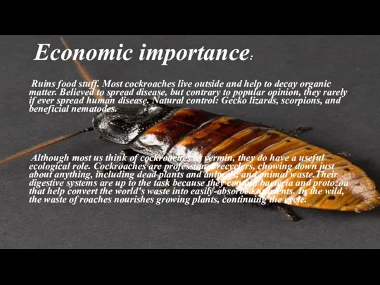 Economic importance: Ruins food stuff. Most cockroaches live outside and help