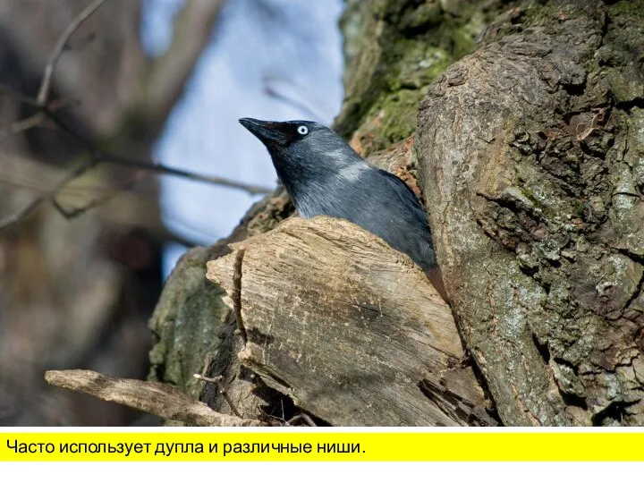 Часто использует дупла и различные ниши.