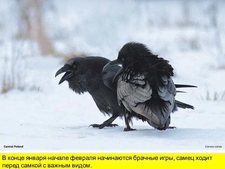 В конце января-начале февраля начинаются брачные игры, самец ходит перед самкой с важным видом.