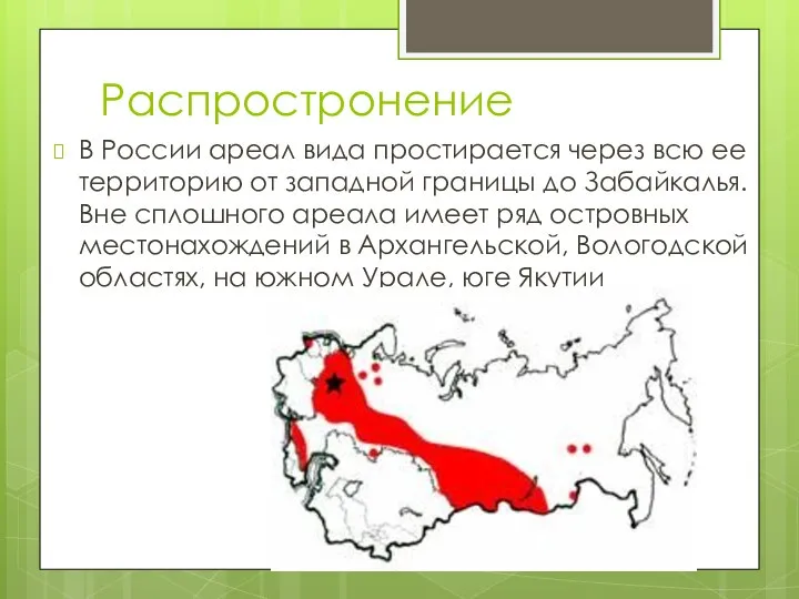 Распростронение В России ареал вида простирается через всю ее территорию от