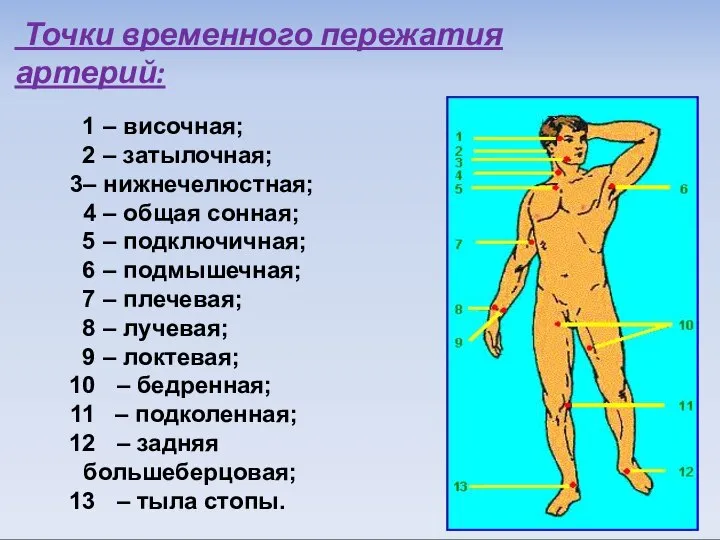 Точки временного пережатия артерий: – височная; – затылочная; – нижнечелюстная; 4