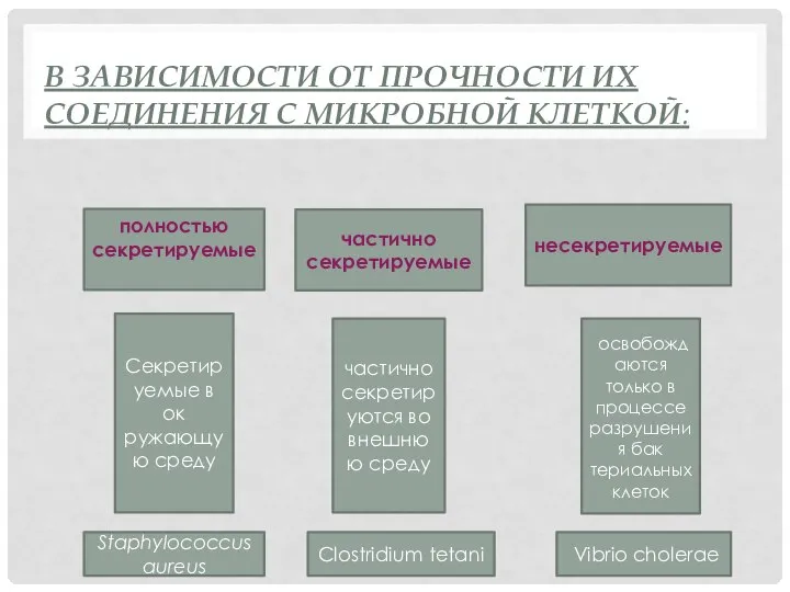 В ЗАВИСИМОСТИ ОТ ПРОЧНОСТИ ИХ СОЕДИНЕНИЯ С МИК­РОБНОЙ КЛЕТКОЙ: полностью секретируемые