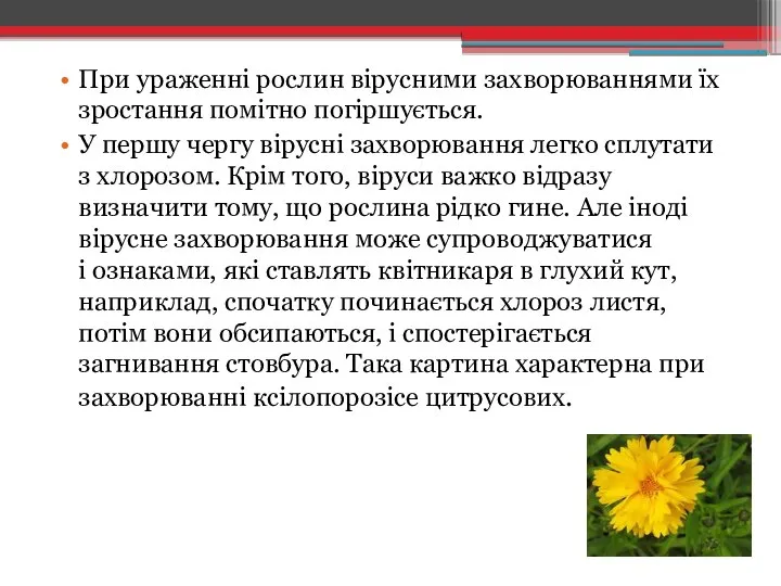 При ураженні рослин вірусними захворюваннями їх зростання помітно погіршується. У першу