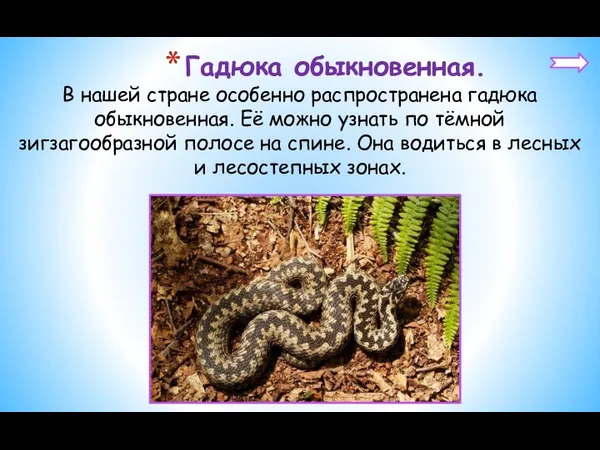 Гадюка обыкновенная. В нашей стране особенно распространена гадюка обыкновенная. Её можно