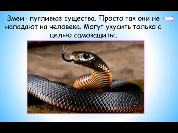 Змеи- пугливые существа. Просто так они не нападают на человека. Могут укусить только с целью самозащиты.