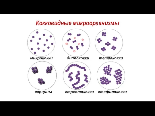Кокковидные микроорганизмы микрококки диплококки тетракокки сарцины стрептококки стафилококки