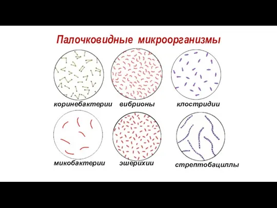 Палочковидные микроорганизмы коринебактерии вибрионы клостридии микобактерии эшерихии стрептобациллы