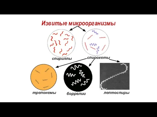 Извитые микроорганизмы спириллы спирохеты трепонемы боррелии лептоспиры