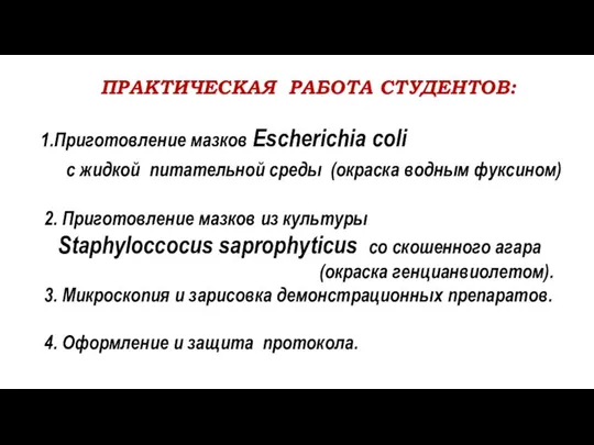 ПРАКТИЧЕСКАЯ РАБОТА СТУДЕНТОВ: Приготовление мазков Escherichia coli с жидкой питательной среды