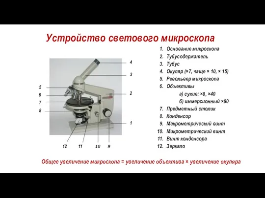 Устройство светового микроскопа Основание микроскопа Тубусодержатель Тубус Окуляр (×7, чаще ×