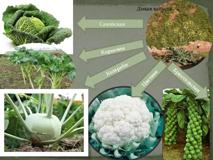 Савойская Кормовая Кольраби Цветная Брюссельская Дикая капуста