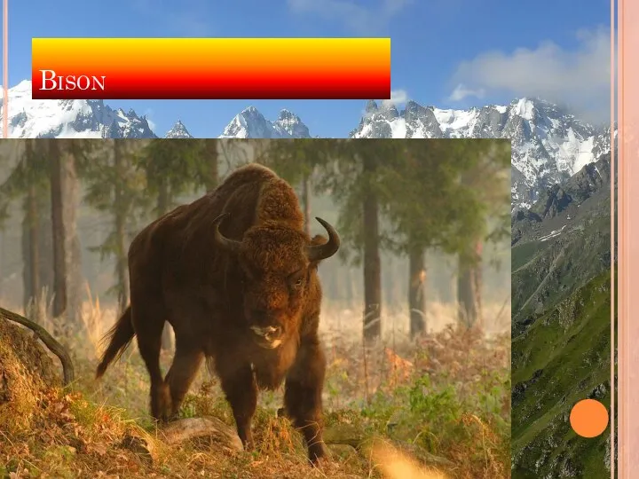 Bison