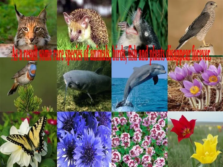 As a result some rare species of animals, birds, fish and plants disappear forever.