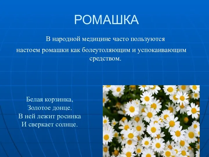 РОМАШКА В народной медицине часто пользуются настоем ромашки как болеутоляющим и