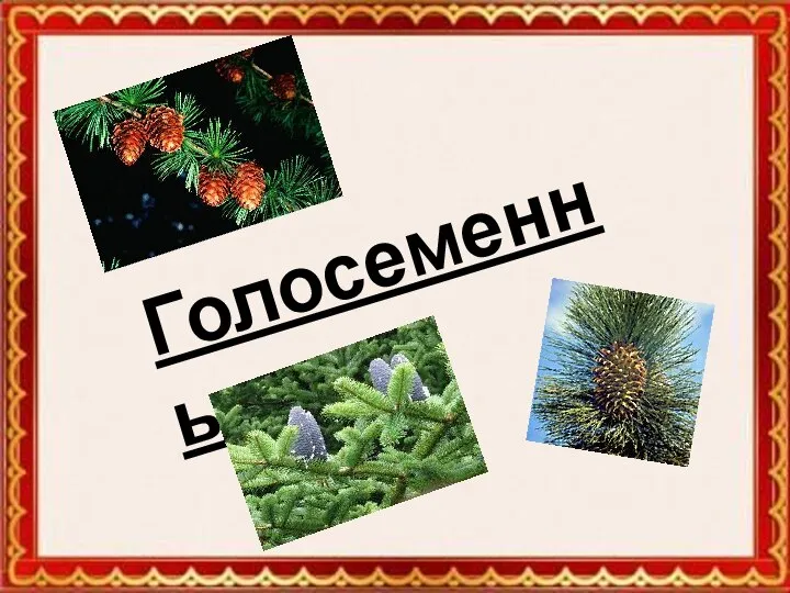 Голосеменные