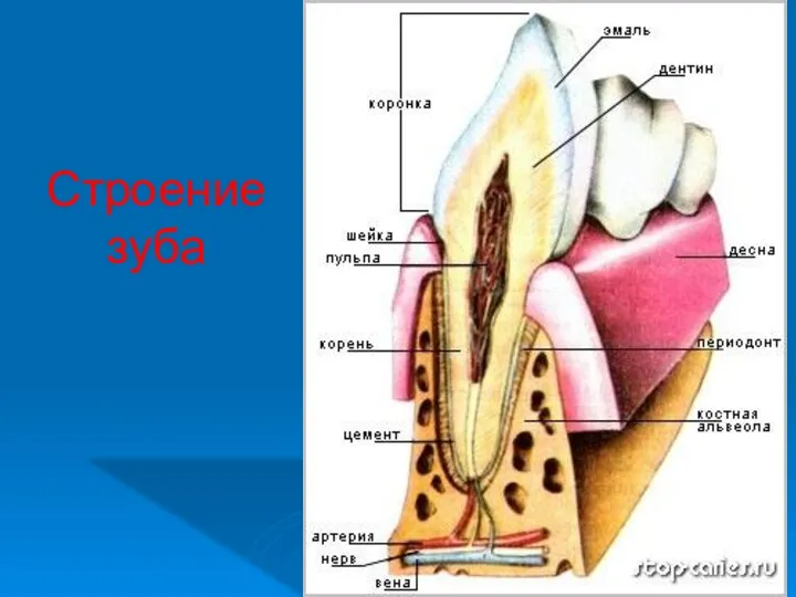 Строение зуба