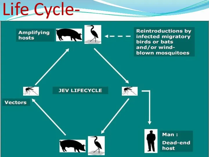 Life Cycle-