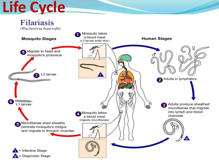 Lymphatic filariasis occurs throughout sub-Saharan Africa and in much of south-east