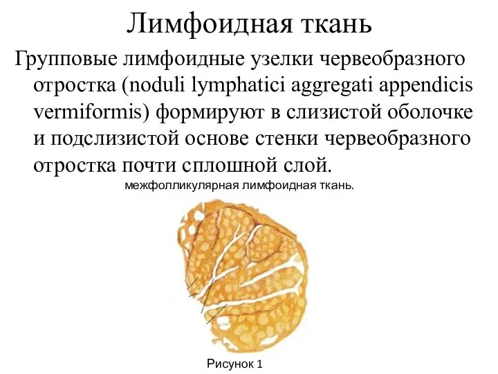 Лимфоидная ткань Групповые лимфоидные узелки червеобразного отростка (noduli lymphatici aggregati appendicis