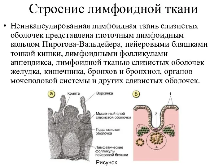 Строение лимфоидной ткани Неинкапсулированная лимфоидная ткань слизистых оболочек представлена глоточным лимфоидным