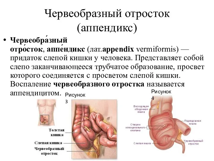 Червеобразный отросток (аппендикс) Червеобра́зный отро́сток, аппе́ндикс (лат.appendix vermiformis) — придаток слепой