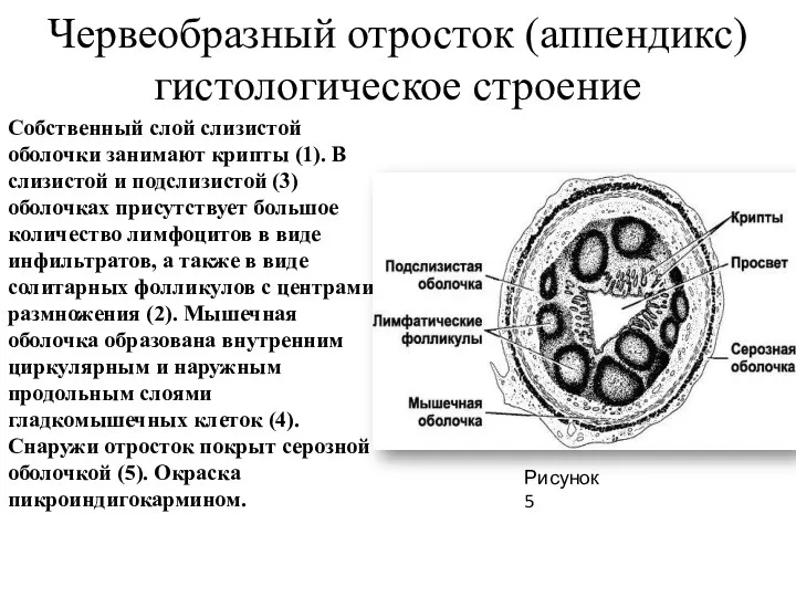 Червеобразный отросток (аппендикс) гистологическое строение Собственный слой слизистой оболочки занимают крипты