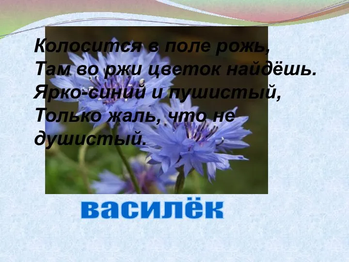 Колосится в поле рожь, Там во ржи цветок найдёшь. Ярко-синий и